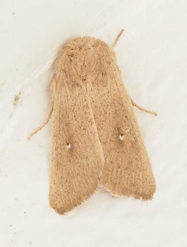 Mythimna sicula